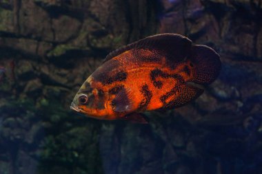 Akvaryumda yüzen Astronotus. Oscar balık