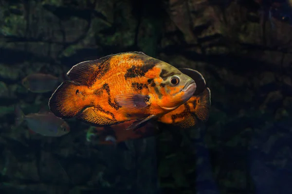 오스카 물고기 수족관에 Astronotus Ocellatus — 스톡 사진