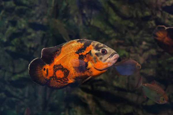 오스카 물고기 — 스톡 사진