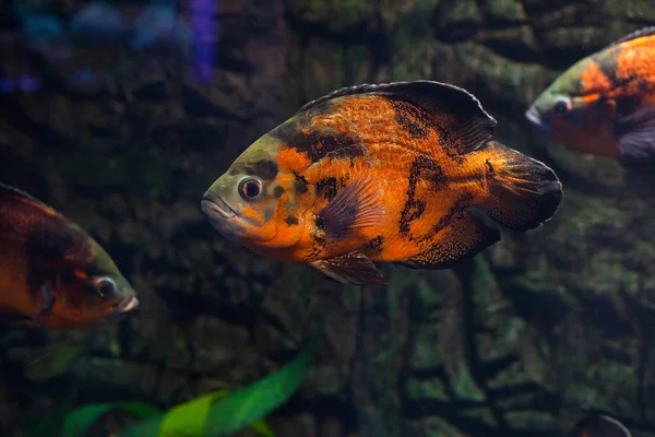 Akvaryumda yüzen Astronotus ocellatus. Oscar balık