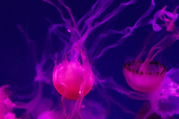 Красивая медуза. . — стоковое фото