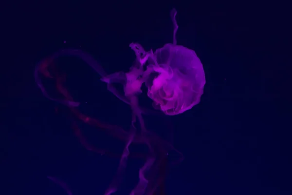 Красивая медуза. . — стоковое фото