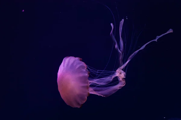 Hermosas medusas de cerca . — Foto de Stock