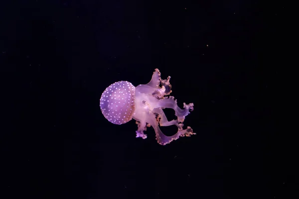 Wunderschöne Quallen unter Wasser. — Stockfoto