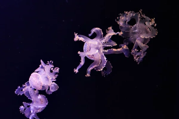 Bellas medusas bajo el agua . —  Fotos de Stock