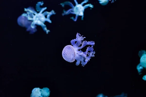 Bellas medusas bajo el agua . — Foto de Stock