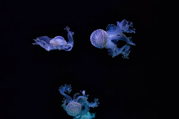 Güzel denizanası suyun altında. — Stok fotoğraf