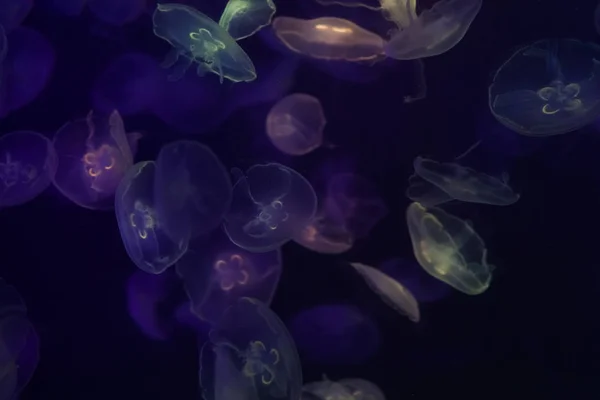Лунные медузы под водой . — стоковое фото