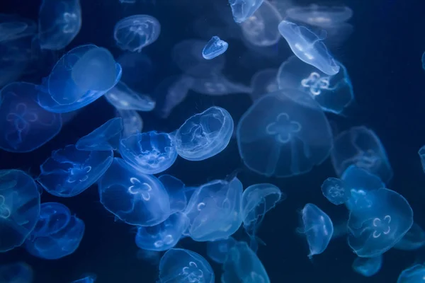 Moon jellyfish underwater.