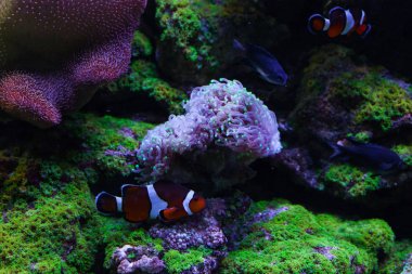 Güzel mercan öfilizi.