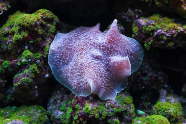 Amplexidiscus fenestrafer mercan.