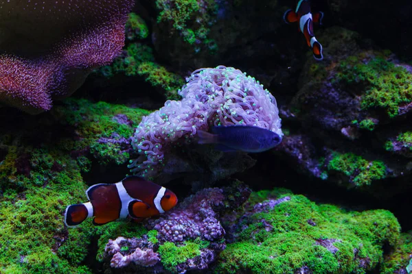 Fish swim among beautiful corals. — Stock Photo, Image