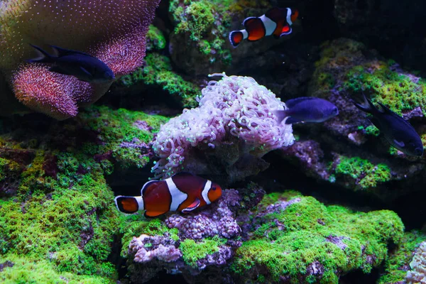 Beautiful coral euphilia underwater. — Stock Photo, Image