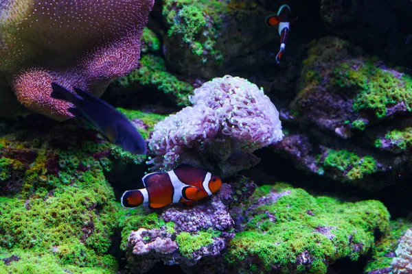 Beautiful corals underwater. — Stock Photo, Image
