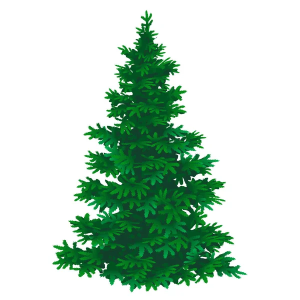 Beyaz arkaplanda Çam ağacının vektör illüstrasyonu