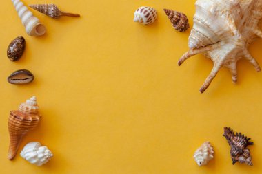 Sarı arka plan üst görünümünde kabuklar