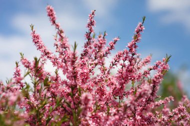 Pembe bahar çiçekleri. Çiçek açan elma ağacı..