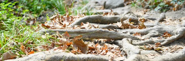 intertwined tree roots on the soil surface of the path. banner