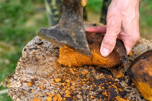 men\'s hands with an axe clean chaga mushroom birch fungus in the fresh air. step by step