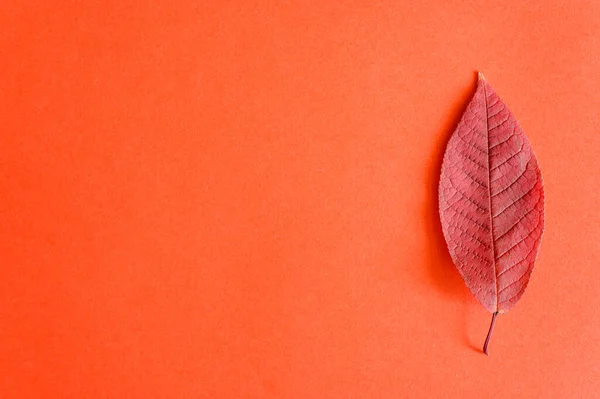 single red fallen autumn cherry leaves on a red paper background. flat lay, space for text
