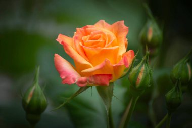 Farklı tipte güzel, parlak park gülleri..