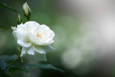 Farklı tipte güzel, parlak park gülleri..