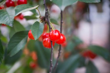 Bahçedeki ağaçların göz kapaklarında kirazın parlak, olgun meyveleri..
