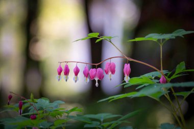 Güzel pembe kalp şeklinde çiçekler soluk yeşil yapraklarla kırık kalp, bu çiçekler Dicentra spektabilis kendi bahçenizde yetişebilir..