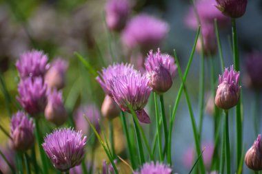 Bulanık bir arkaplanda bahçedeki soğan çiçekleri.