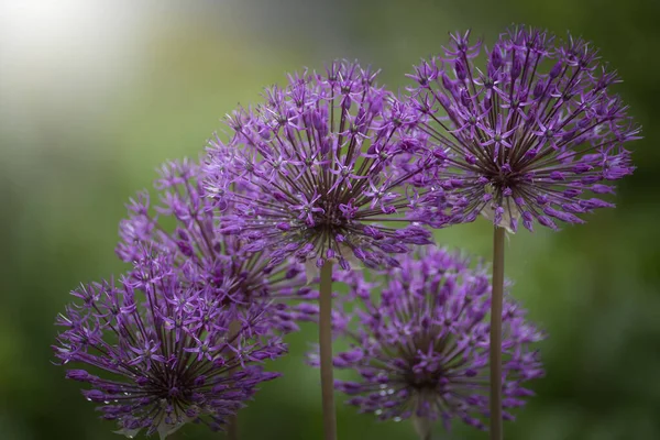 Chives Flowers Garden Blurry Background — Stock Photo, Image