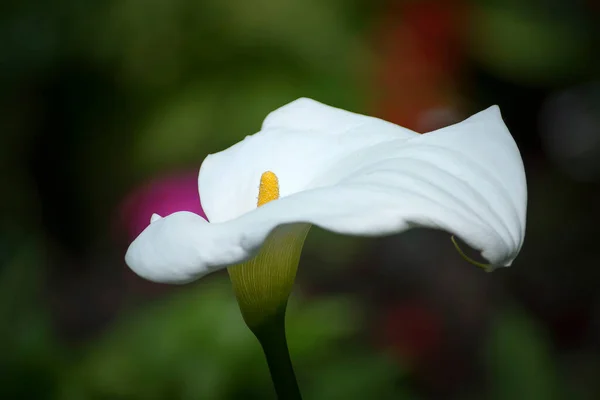 Lindos Calos Brancos Florescendo Jardim Contra Fundo Escuro — Fotografia de Stock