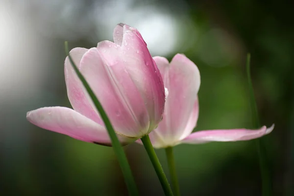 Розовый Тюльпан Парке Размытом Фоне — стоковое фото