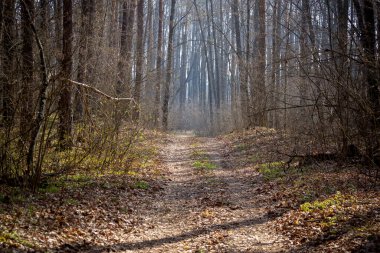 Sabahın erken saatlerinde karışık orman, açıklık ve yollar..