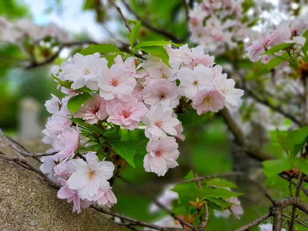Closeup Sakura Oriental Cherry Blossoms Tree Mount Pleasant Cemetery Toronto — Stock Photo, Image
