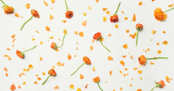Ljusa Orange Ranunculus Blommor Över Vit Bakgrund — Stockfoto