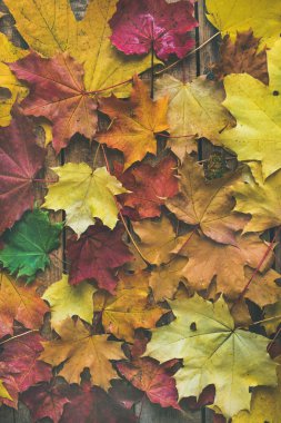 Ahşap arka plan üzerinde renkli sarı ve kırmızı düşmüş akçaağaç yaprakları