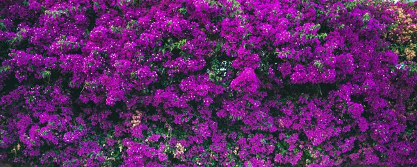 Flor Púrpura Bougainvillea Flores Árbol —  Fotos de Stock
