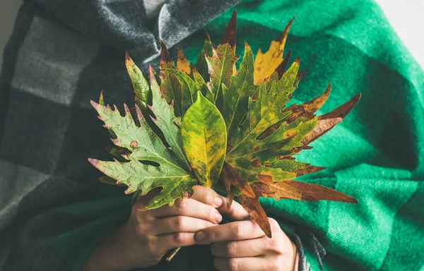 Mujer Cálida Lana Verde Cheque Bufanda Manta Sosteniendo Otoño Hojas —  Fotos de Stock