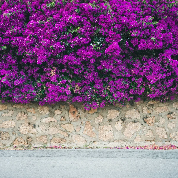 보라색 부겐빌레아 의하여 전형적인 Mediterranian 여름에 — 스톡 사진