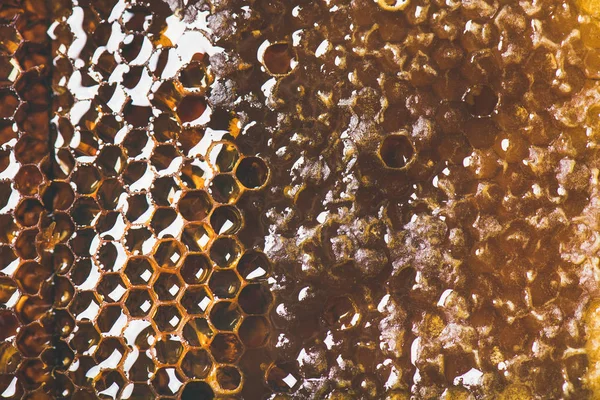 Textura Natural Panal Abeja Fondo Pantalla Fondo — Foto de Stock