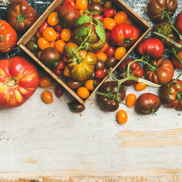 Fresh Colorful Ripe Fall Summer Heirloom Bunch Cherry Tomatoes Veriety — Stock Photo, Image