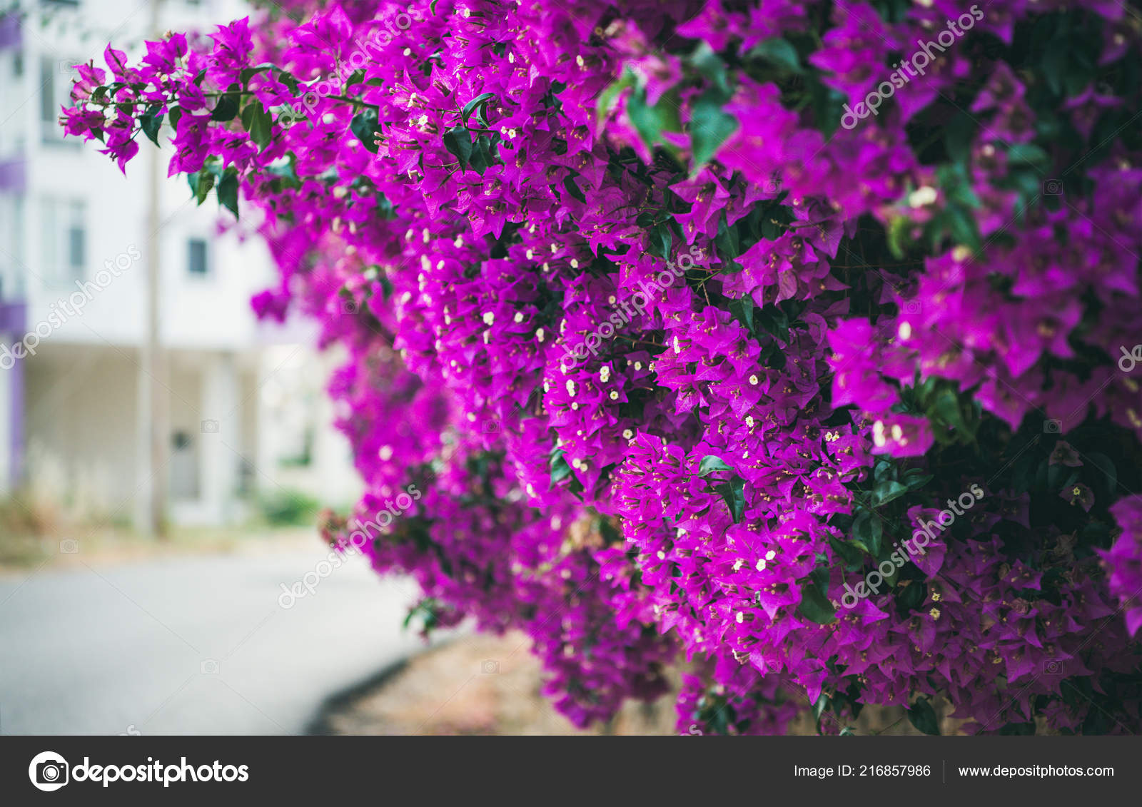 Purple Blooming Bougainvillea Tree Flowers Typical Mediterranian Outdoor  Street Exterior Stock Photo by ©sonyakamoz 216857986