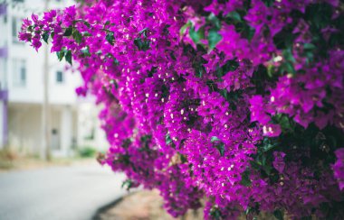 Mor çiçekli Bougainvillea ağacı çiçekleri. Yazın tipik Akdeniz sokak dış görünüşü