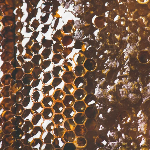 Textura Natural Panal Abeja Fondo Pantalla Fondo — Foto de Stock