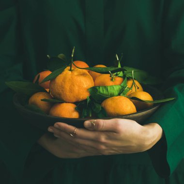Taze çiğ mandalina narenciye plaka giyen kız ellerinde yapraklarla elbise, seçici odak, kopya alanı, kare kırpma yeşil. Kış Noel yılbaşı tatil ruh kavramı