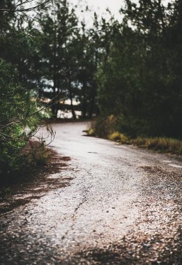 Moody road dağ ahşap. Seyahat, keşif, wonderlust, vahşi doğa kavramı