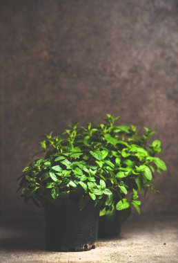 Taze nane tencerelerde evde, beton masa üzerinde kopya alanı büyüyor. Sağlıklı yaşam için organik homegrown ot. Bahar bahçe kavramı