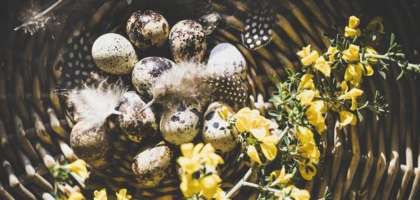 Easter Holiday Greeting Card Flat Lay Natural Colored Quail Eggs — Stock Photo, Image