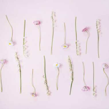 Bahar çiçek düzeni. Düz-vadi zambak yatıyordu ve pastel toz pembe arka plan üzerinde satır papatya çiçekleri, üst görünümü, kare kırpma. Çiçek arka plan, doku veya duvar kağıdı