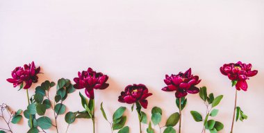 Yaz çiçekleri düz yatıyordu. Pastel pembe arka plan üzerinde yeşil yaprakları ile Mor şakayık, üst görünüm, kopya alanı. Çiçek dokusu, duvar kağıdı ve arka plan